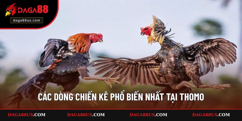 3 giống gà đá Thomo phổ biến nhất