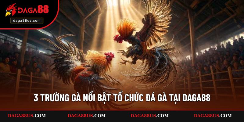 3 trường gà nổi bật tổ chức đá gà tại DAGA88