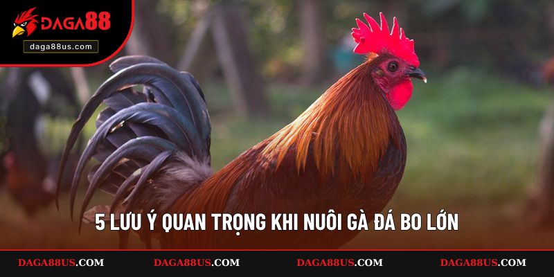 5 lưu ý quan trọng khi nuôi gà đá bo lớn