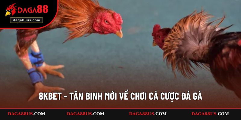 8KBET - Tân binh mới về chơi cá cược đá gà