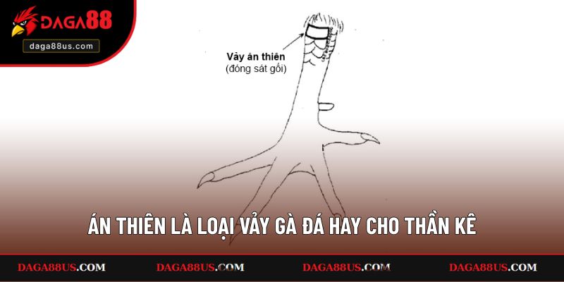 Án Thiên luôn được biết đến là loại vảy gà đá hay cho thần kê