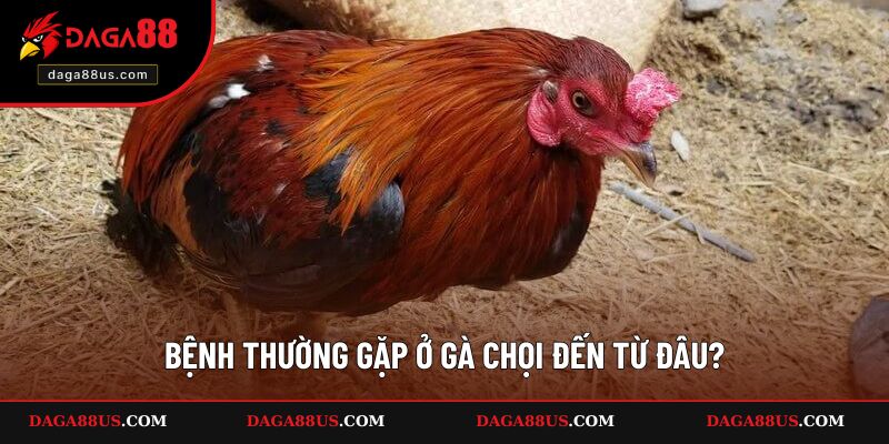 Bệnh thường gặp ở gà chọi đến từ đâu?
