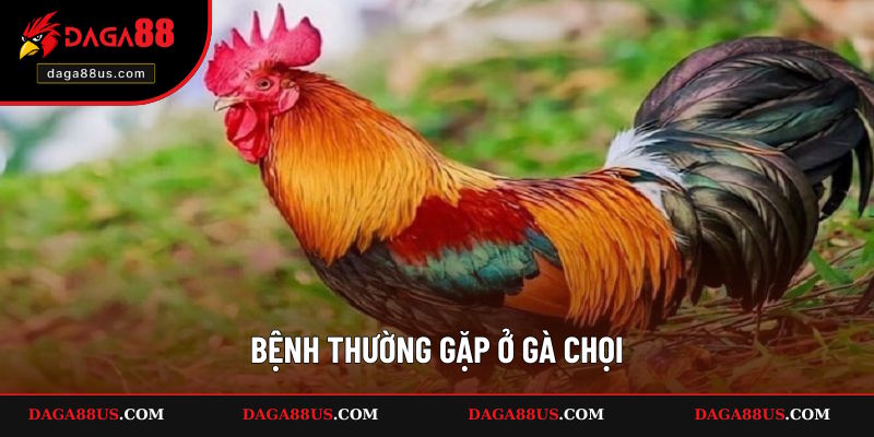 Bệnh Thường Gặp Ở Gà Chọi - Chia Sẻ Cách Điều Trị
