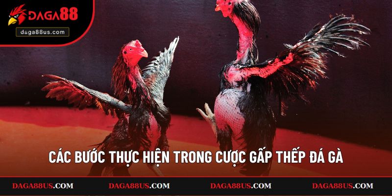 Các bước thực hiện trong cược gấp thếp đá gà