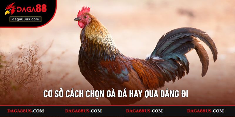Các cơ sở bạn cần biết trong cách chọn gà đá hay qua dáng đi