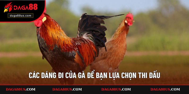 Các dáng đi của gà để bạn lựa chọn thi đấu
