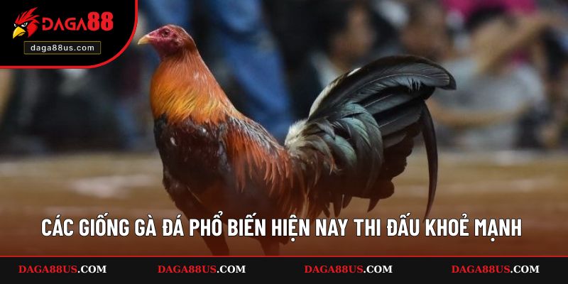 Các Giống Gà Đá Phổ Biến Hiện Nay Và Khoẻ Mạnh