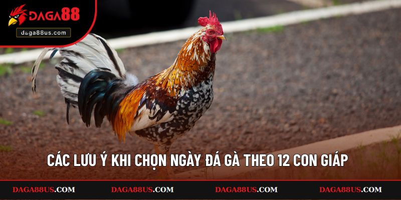 Các lưu ý khi chọn ngày đá gà theo 12 con giáp