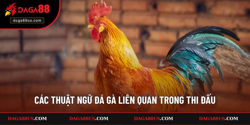 Các thuật ngữ đá gà liên quan trong thi đấu