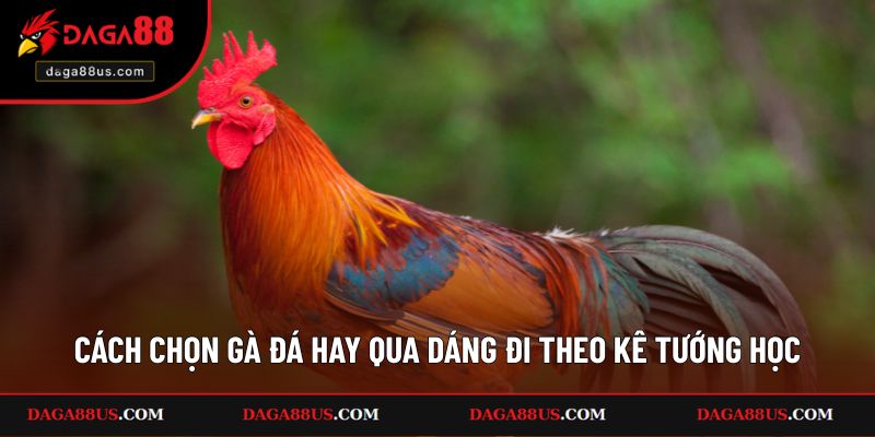 Cách Chọn Gà Đá Hay Qua Dáng Đi Theo Kê Tướng Học