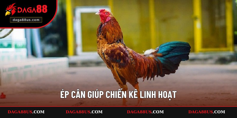 Cách ép cân gà đá hiệu quả giúp kê linh hoạt