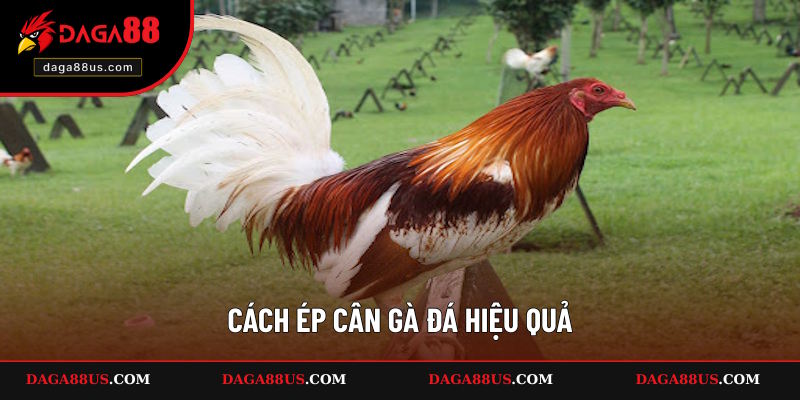 Cách Ép Cân Gà Đá Hiệu Quả Mà Không Mất Lực