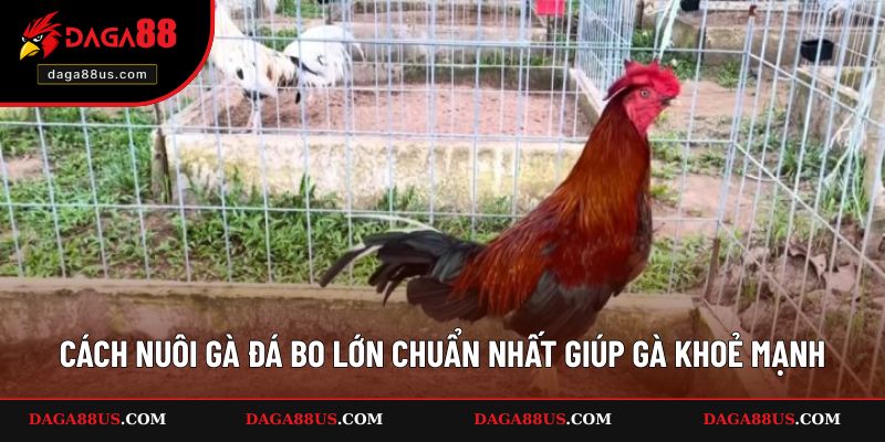 Cách Nuôi Gà Đá Bo Lớn Chuẩn Nhất Giúp Gà Khoẻ