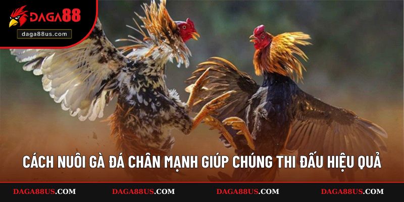 Cách Nuôi Gà Đá Chân Mạnh Giúp Chúng Đá Tốt