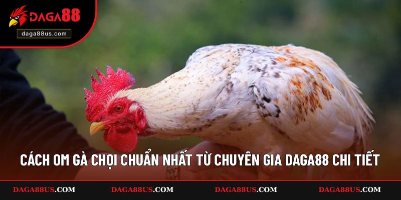 Cách Om Gà Chọi Chuẩn Nhất Từ Chuyên Gia DAGA88