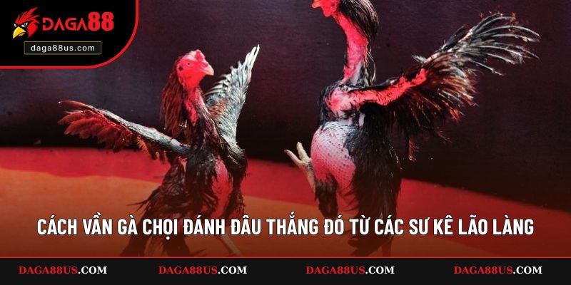 Cách Vần Gà Chọi Đánh Đâu Thắng Đó Từ Các Sư Kê