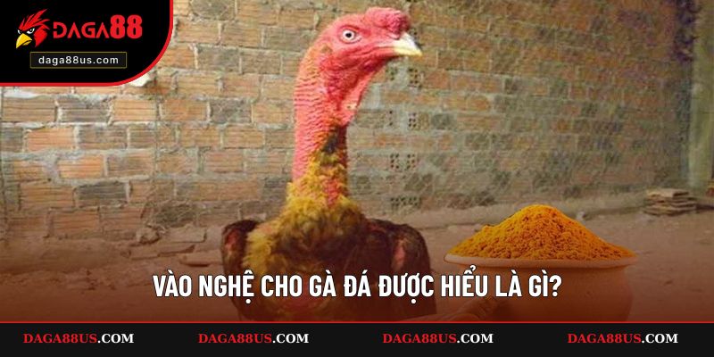 Vào nghệ cho gà đá được hiểu là gì?