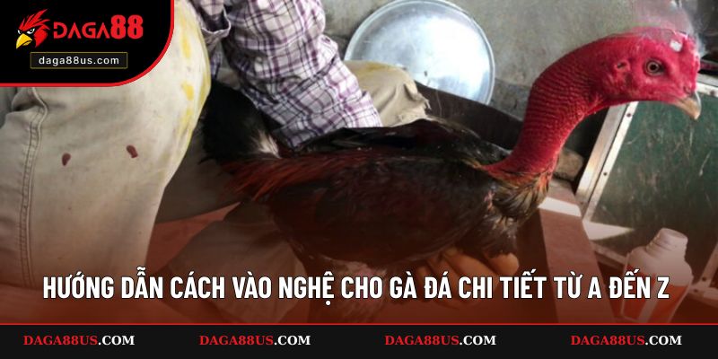 Cách Vào Nghệ Cho Gà Đá Chi Tiết Từ A Đến Z
