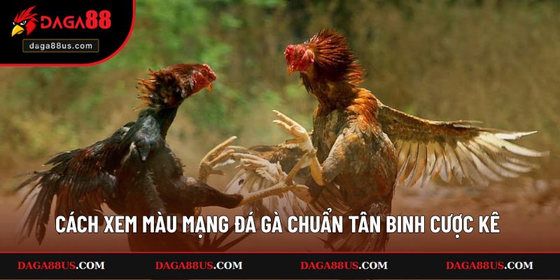 Cách Xem Màu Mạng Đá Gà Chuẩn Cho Tân Binh