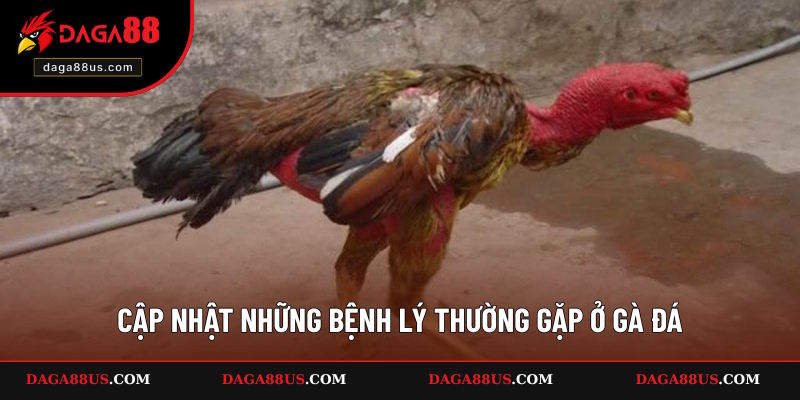 Cập nhật những bệnh lý phổ biến nhất ở gà đá