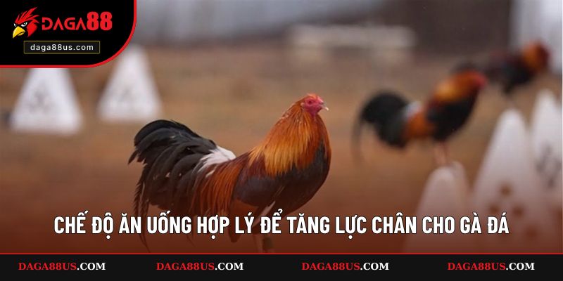 Chế độ ăn uống hợp lý để tăng lực chân cho gà đá