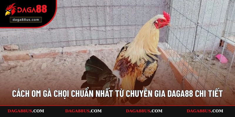 Cách om gà chọi chuẩn nhất từ chuyên gia DAGA88 chi tiết