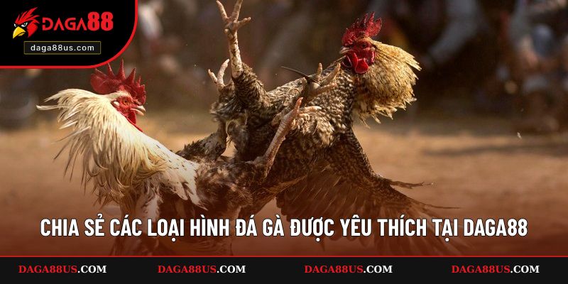 Chia sẻ các loại hình đá gà được yêu thích tại DAGA88