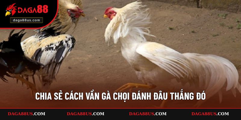 Chia sẻ cách vần gà chọi đánh đâu thắng đó