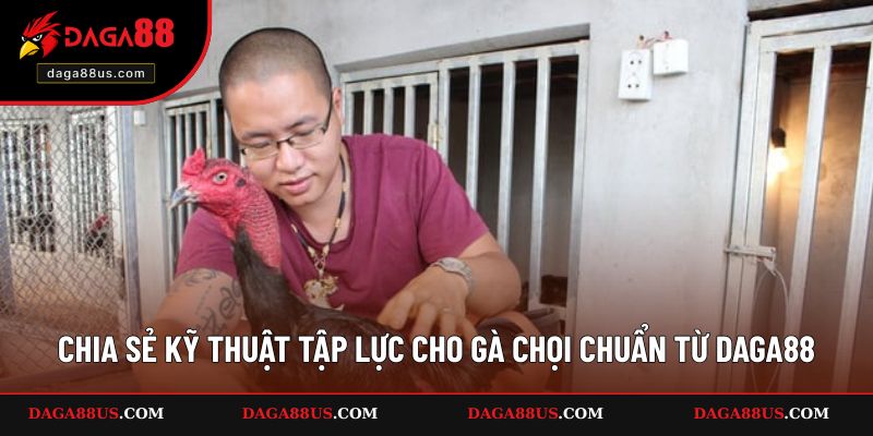 Chia sẻ kỹ thuật tập lực cho gà chọi chuẩn từ DAGA88