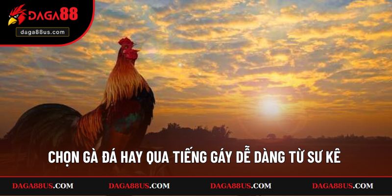 Chọn Gà Đá Hay Qua Tiếng Gáy Dễ Dàng Từ Sư Kê