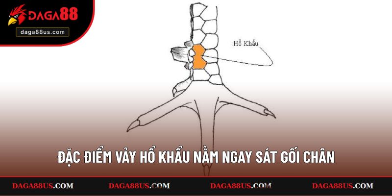 Đặc điểm vảy Hổ Khẩu nằm ngay sát gối chân