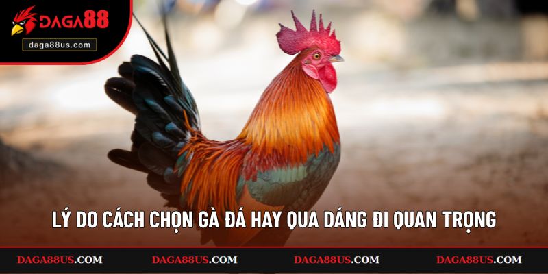 Các lý do cách chọn gà đá hay qua dáng đi quan trọng