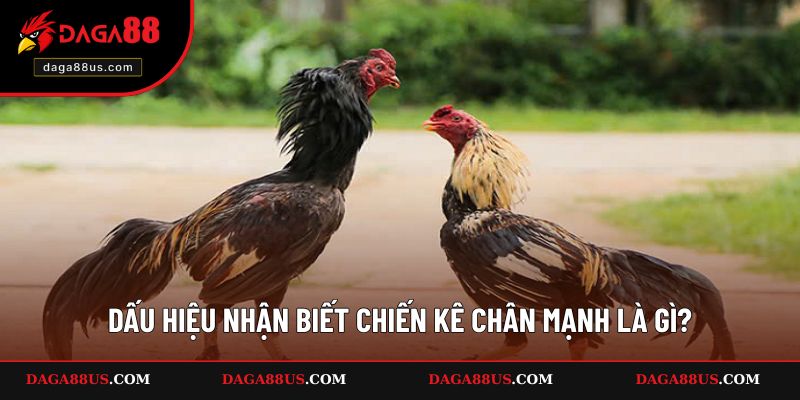 Dấu hiệu nhận biết chiến kê chân mạnh là gì?