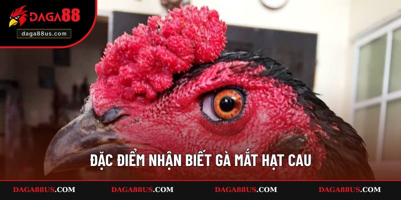 Dấu hiệu nhận biết mắt hạt cau