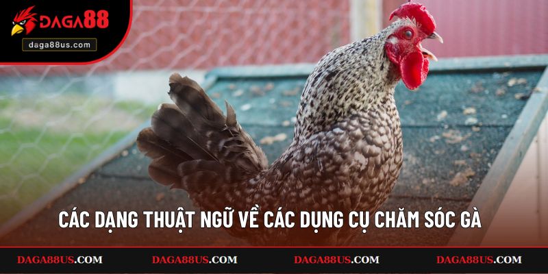 Điểm danh các dạng thuật ngữ về các dụng cụ chăm sóc gà