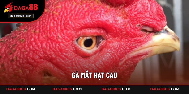 Gà Mắt Hạt Cau Và Cách Nhận Biết Chuẩn Xác 100%