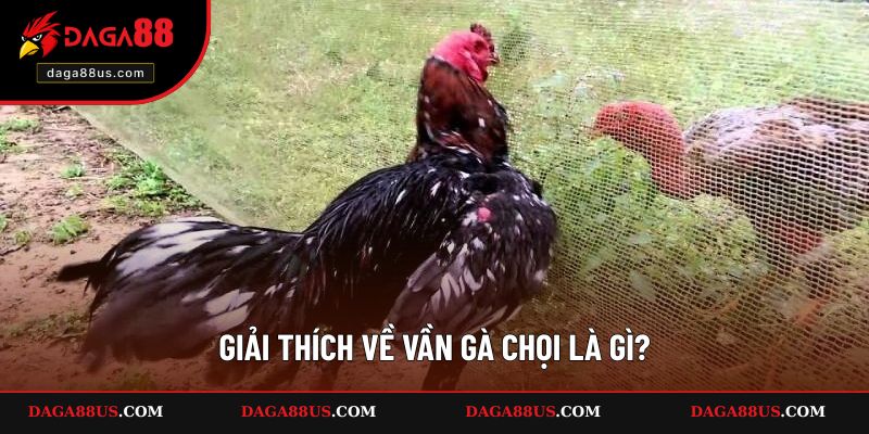 Giải thích về vần gà chọi là gì?