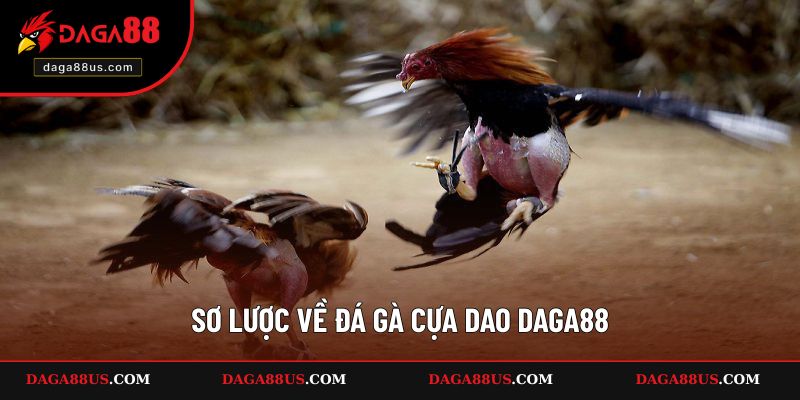 Giới thiệu về đá gà cựa dao DAGA88