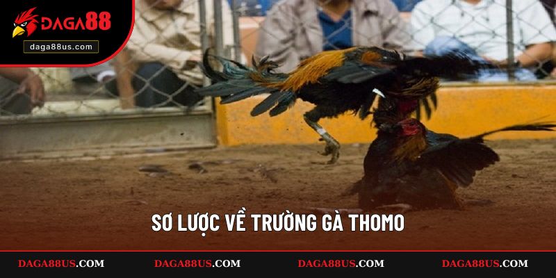 Giới thiệu về trường gà Thomo