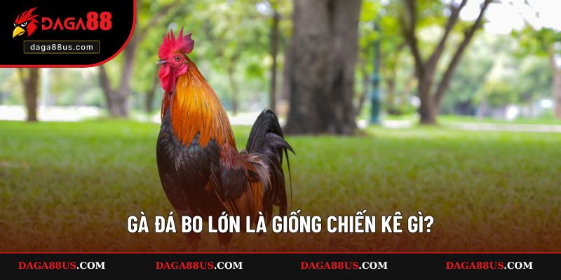 Gà đá bo lớn là giống chiến kê gì?