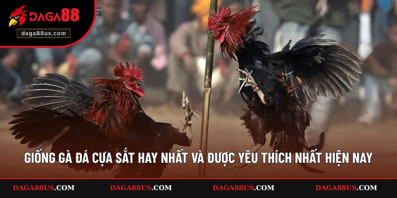 Giống Gà Đá Cựa Sắt Hay Nhất Và Yêu Thích Nhất
