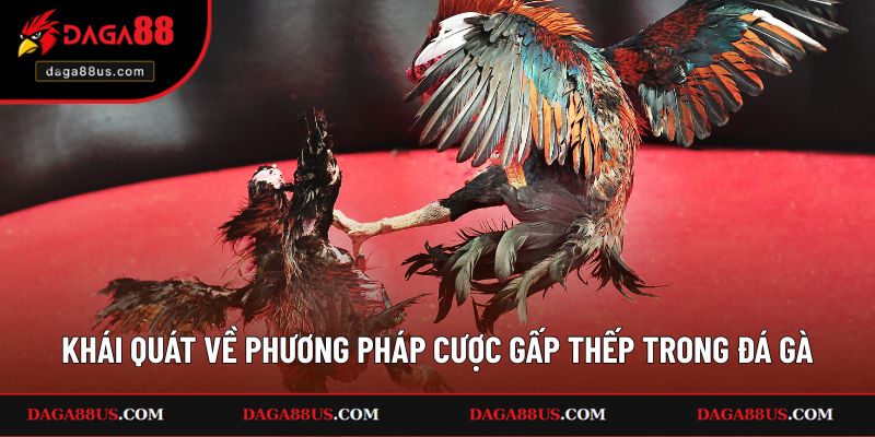 Hiểu các điểm khái quát về phương pháp cược gấp thếp trong đá gà