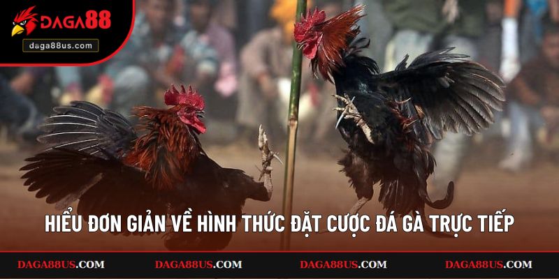 Hiểu đơn giản về hình thức đặt cược đá gà trực tiếp