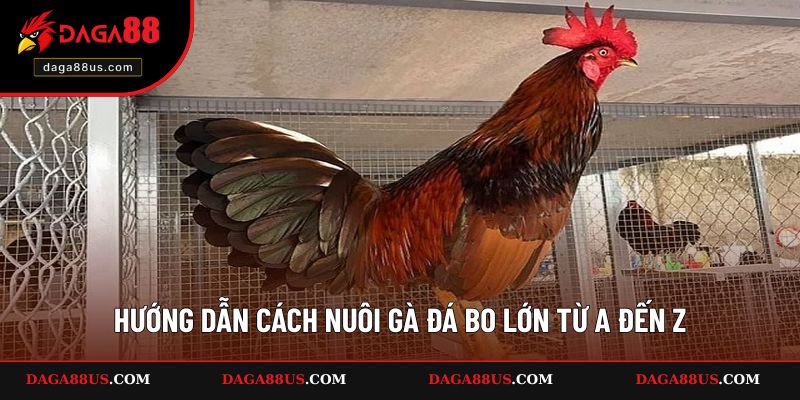Hướng dẫn cách nuôi gà đá bo lớn từ A đến Z