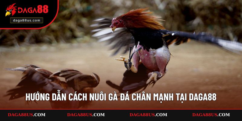 Hướng dẫn cách nuôi gà đá chân mạnh tại DAGA88