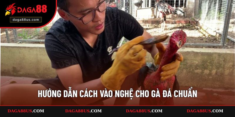 Hướng dẫn cách vào nghệ cho gà đá chuẩn