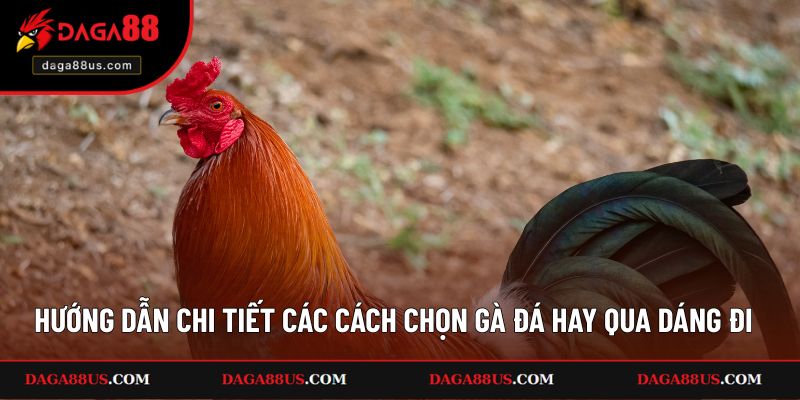 Hướng dẫn chi tiết các cách chọn gà đá hay qua dáng đi