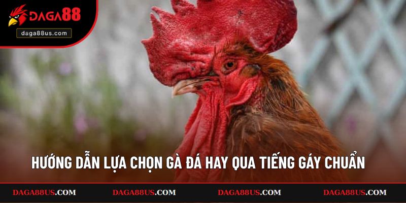 Hướng dẫn lựa chọn gà đá hay qua tiếng gáy chuẩn nhất