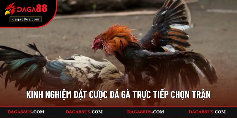 Kinh nghiệm đặt cược đá gà trực tiếp trong cách chọn trận