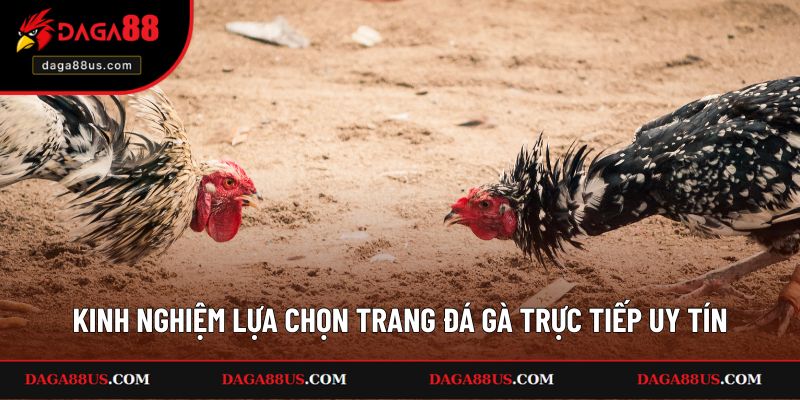 Kinh Nghiệm Lựa Chọn Trang Đá Gà Trực Tiếp Uy Tín